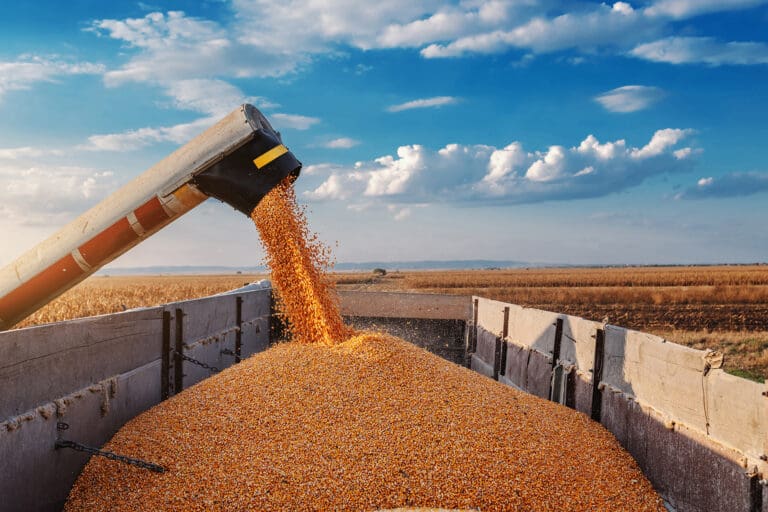 corn
