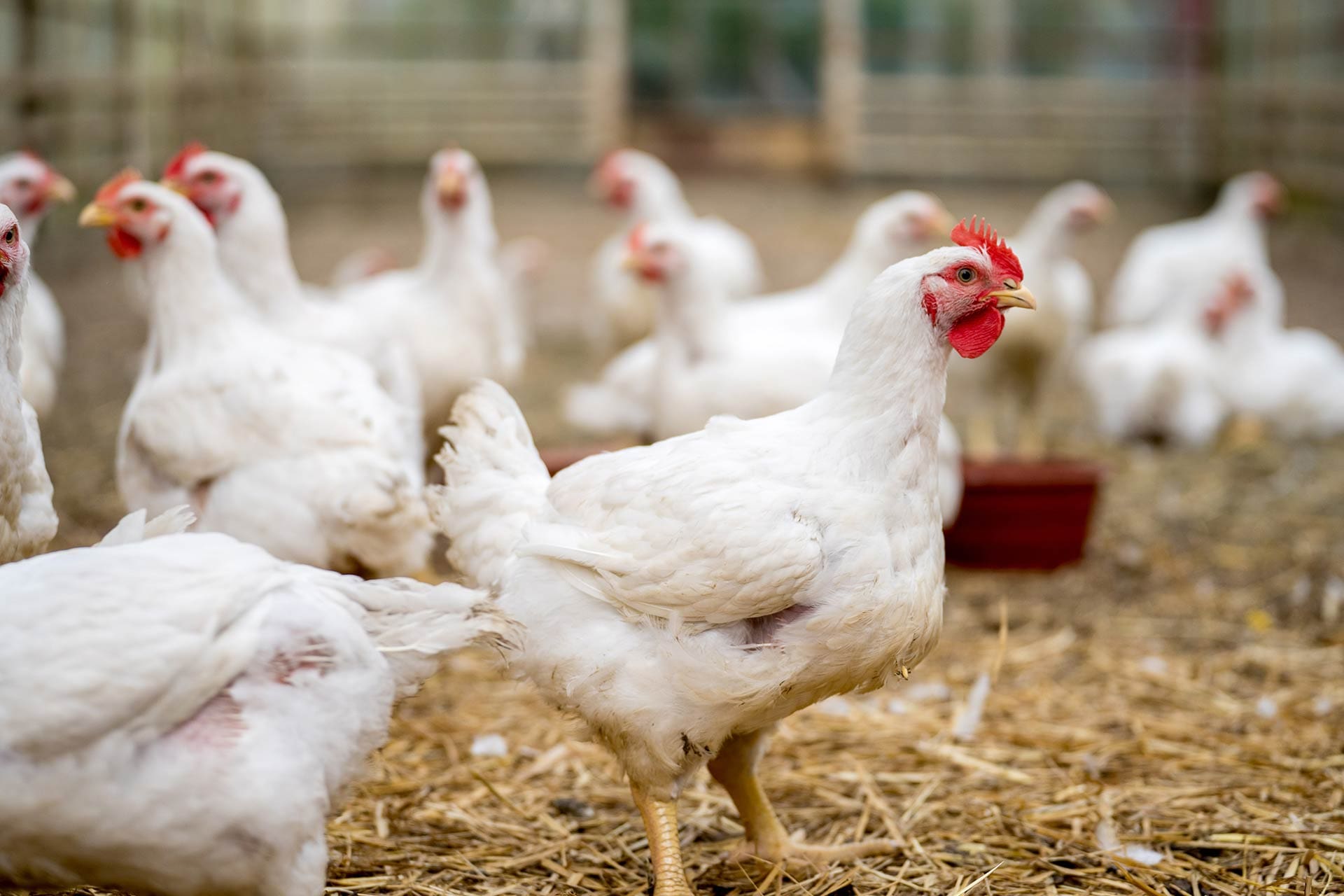 chicken