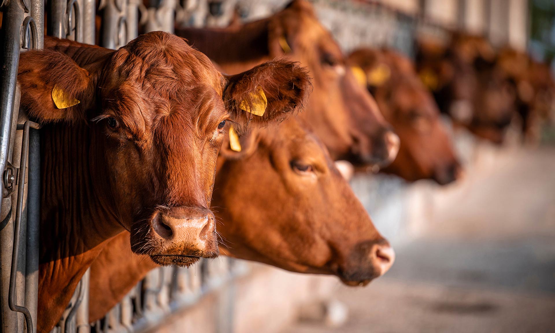 cattle
