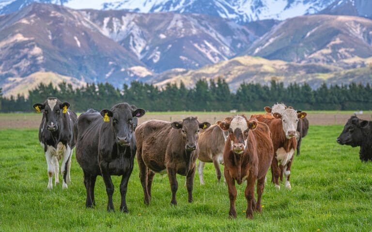 Beef cattle