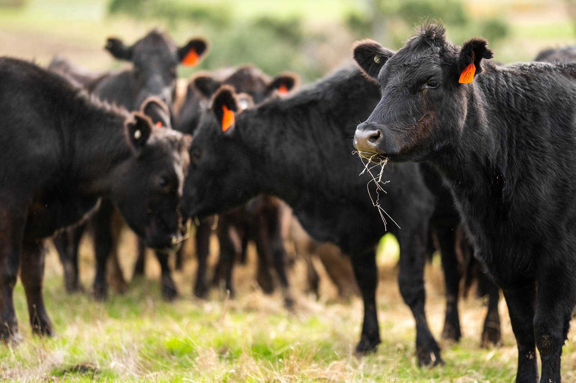 cattle