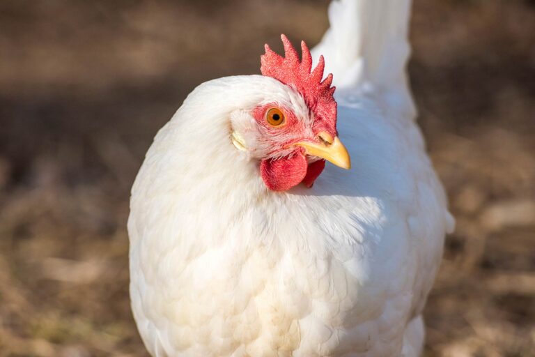 broiler