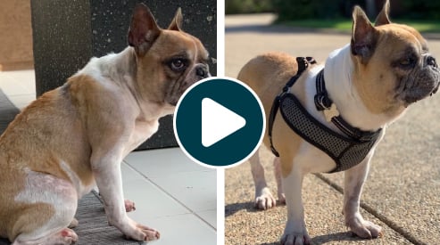 Bruno before and after side by side images. His before image shows how bad his skin was, with red patches and hair loss. His after picture shows his healthy skin and coat