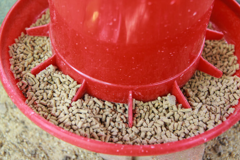 chicken feed