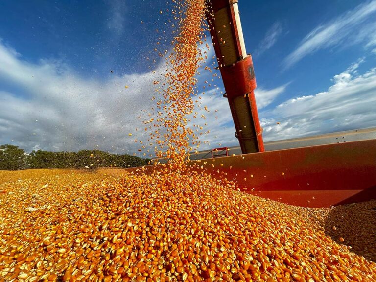 corn harvest