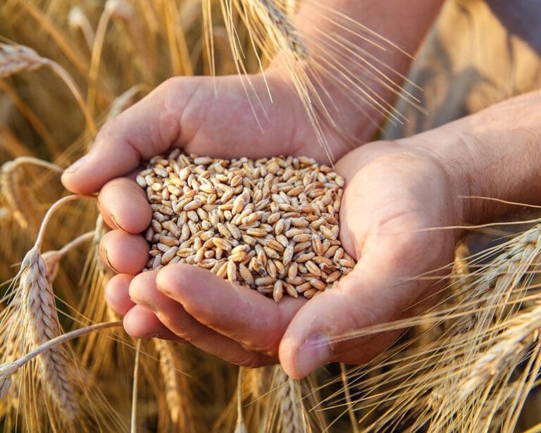 Farmer holding wheat grains – representing global grain prices and agricultural markets