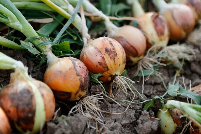 indian onions