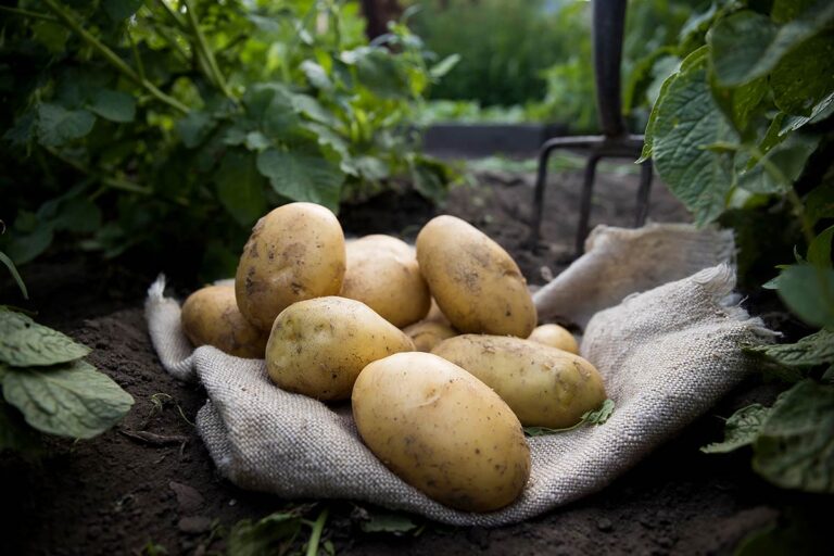 maris piper potatoes