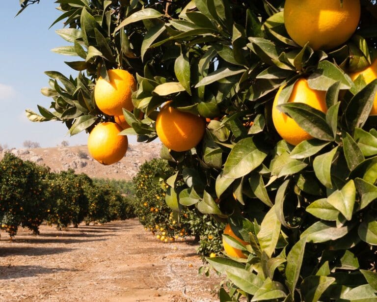 Row of orange trees