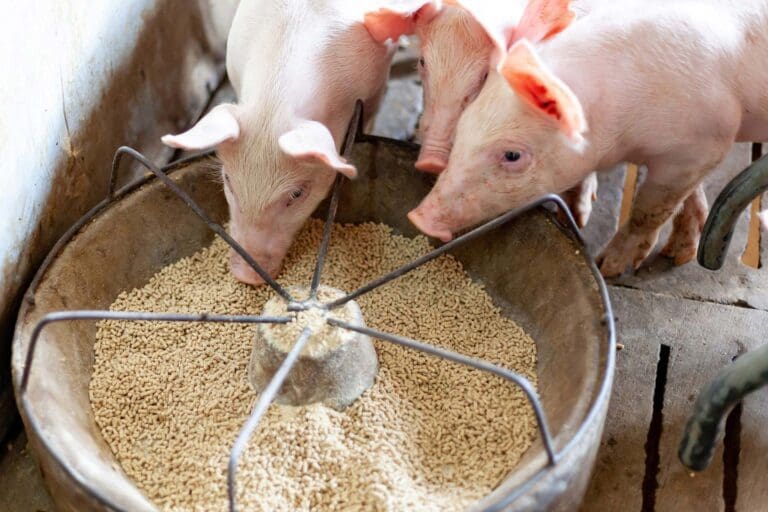 EU pork