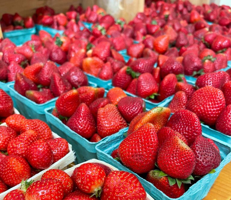 strawberry crop