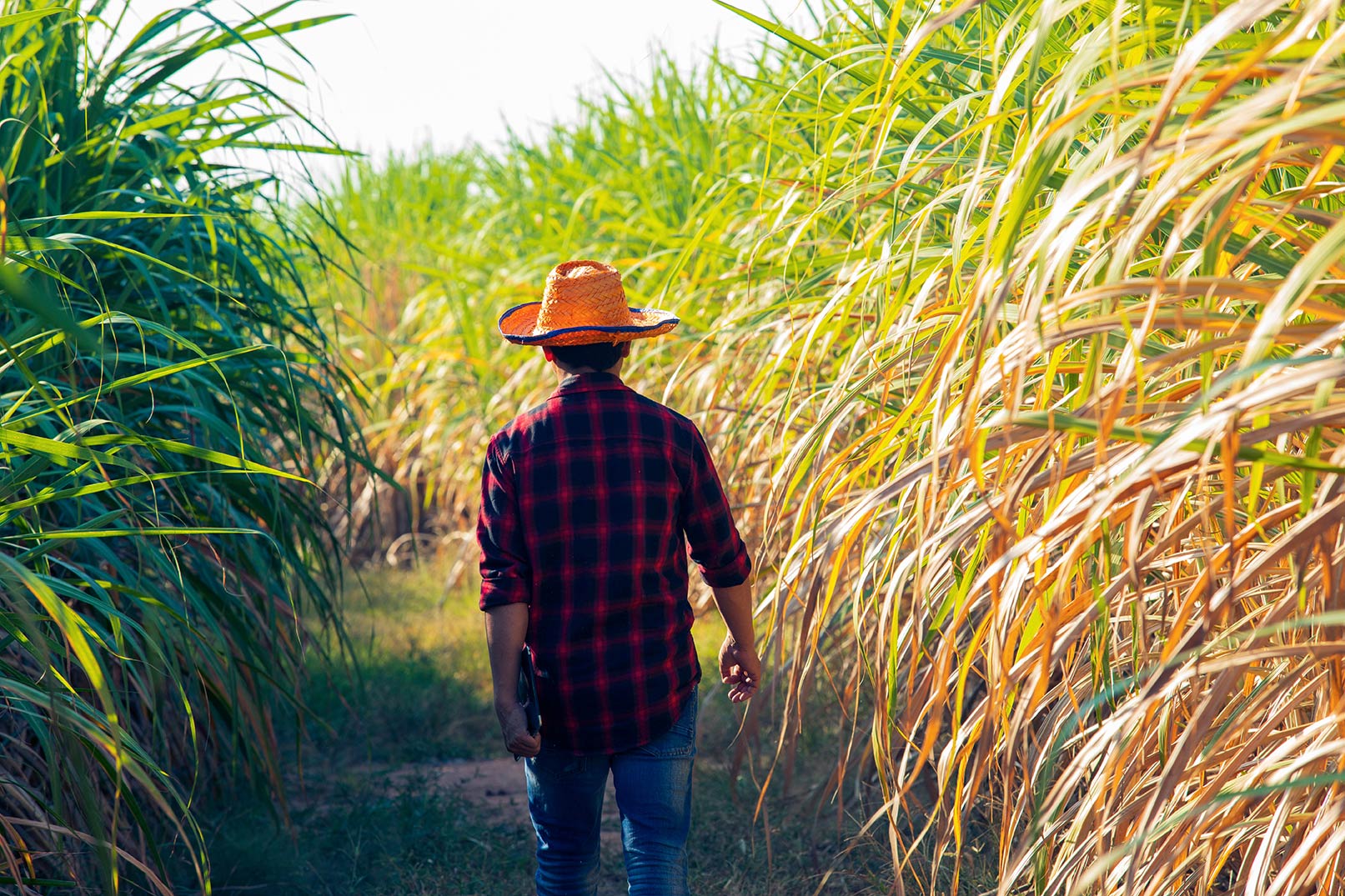 sugarcane