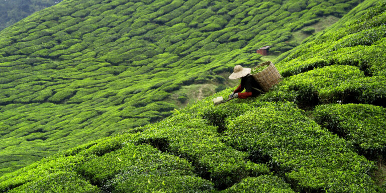tea