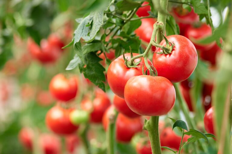 tomatoes