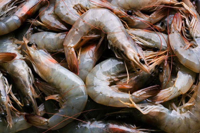warm water shrimp