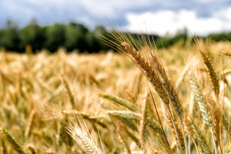 wheat crop