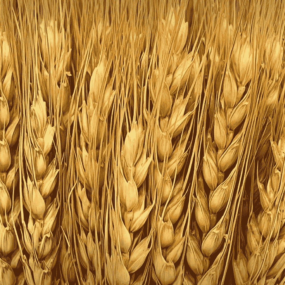 Grains dark